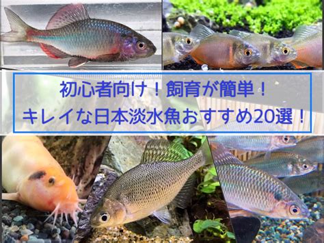 日本魚種類|日本の淡水魚一覧